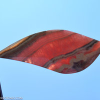 Argentina Rhodochrosite Gemstone Cabochon Hand Crafted By LEXX STONES 42 Carats