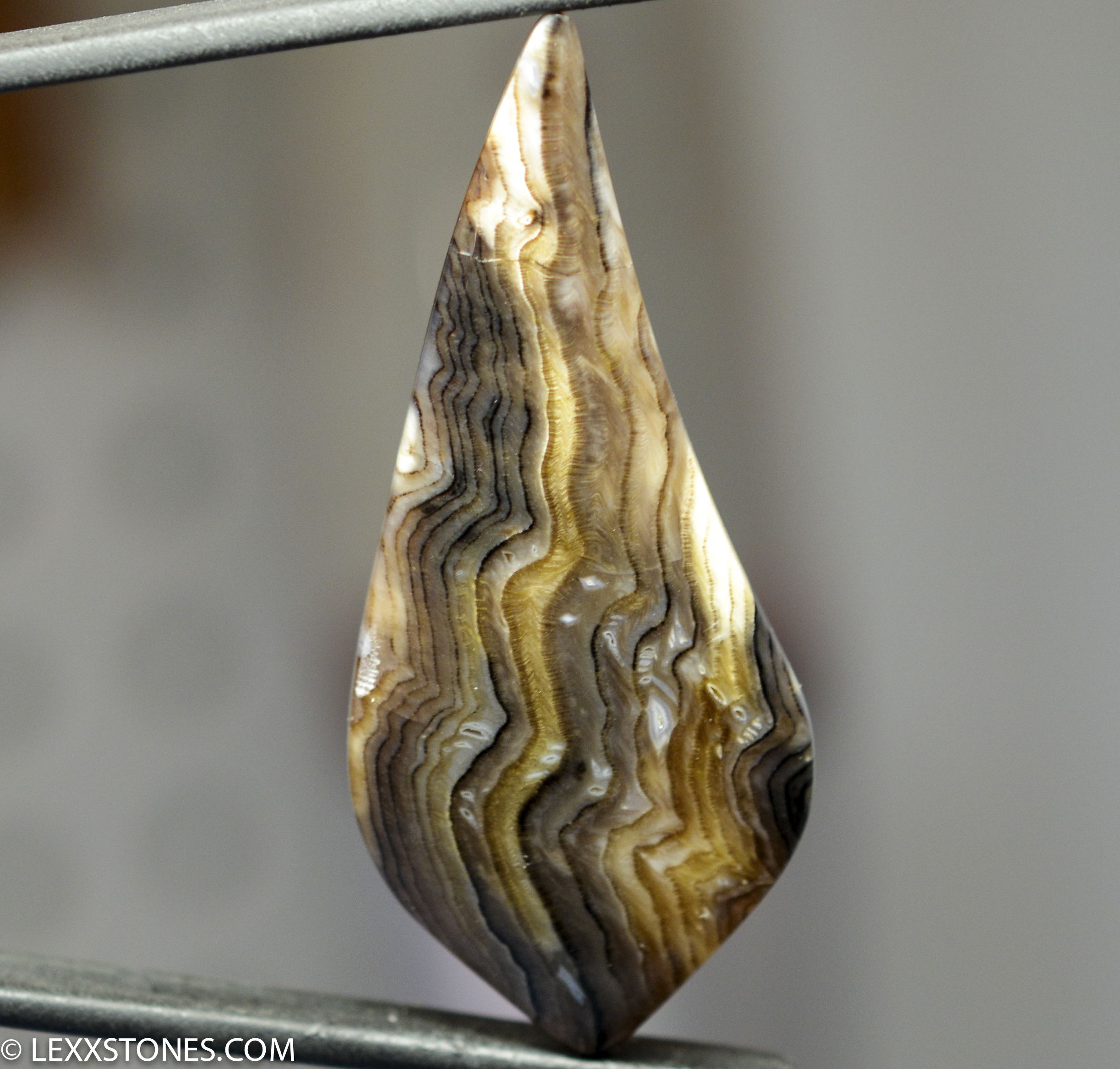 Lexx Stones Hells Canyon Petrified Wood | Lexx Stones