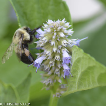 Busy Bumble Bee