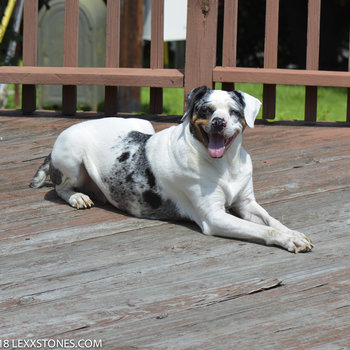 Caty - Our Catahoula Leopard Dog