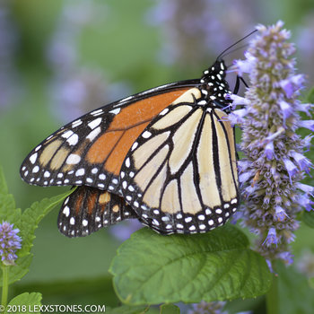 Monarch Butterfly - (Danaus plexippus) Anise Hyssop Lavender - (Agastache foeniculum)