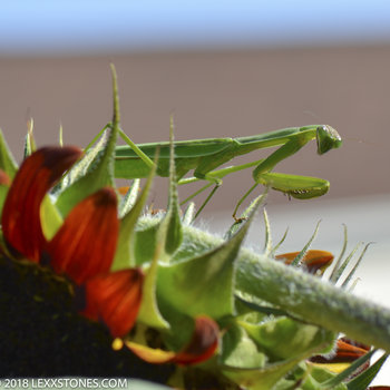 Praying Mantis on red sunflower