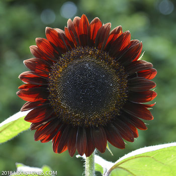 Red Sunflower