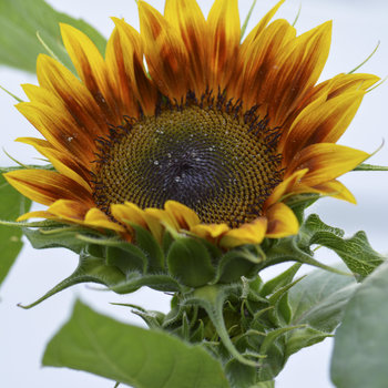 First Sunflower