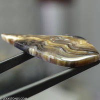 Lexx Stones Hells Canyon Petrified Wood