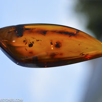 Baltic Cognac Amber Cabochon by Lexx Stones