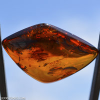 Beautiful Polished Natural Baltic Cognac Amber Cabochon by Lexx Stones