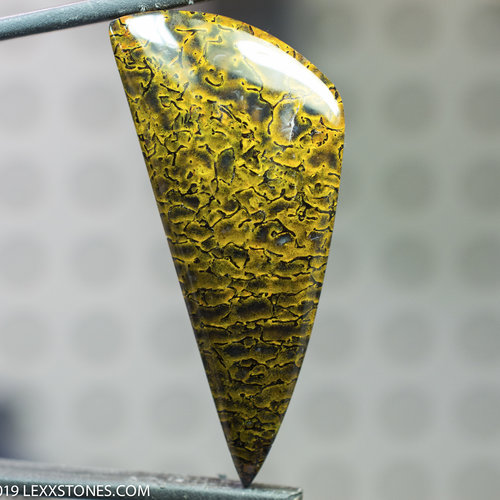 Gem Dinosaur Bone Lexx Stones