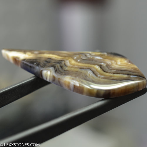 Lexx Stones Hells Canyon Petrified Wood