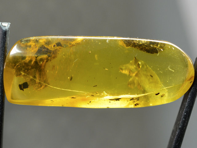 Beautiful Polished Natural Baltic Citrine Amber "Bear" by Lexx Stones 33 Carats
